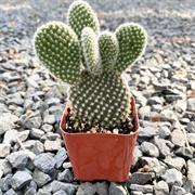 Bunny Ears Cactus