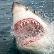 Great White (Deadliest Shark by Death Toll)