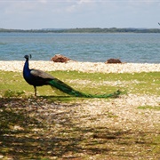 Brownsea Island, England