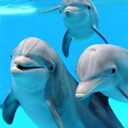 Dolphin Cruise