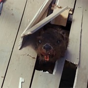 Zombeavers - Zombeavers