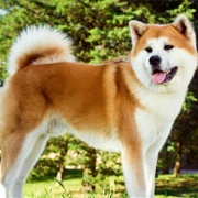 Akita
