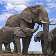 Visit an Elephant Sanctuary