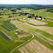 Pick-Your-Own Hemp, Sheepscot General Farm, Whitefield, Maine