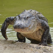 Alligator Bauer