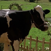 The Cow