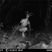 Anansi's Goatman Story