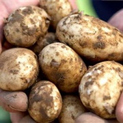 Jersey Royal Potatoes