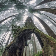 Muir Woods, California