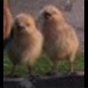 Baby Chicks