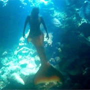 Spiteful Mermaid of Pyramid Lake