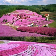 Pink Flower Fields in Hokkaido, Japan
