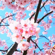 Sakura Flower