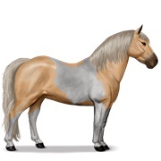 Palomino Tobiano