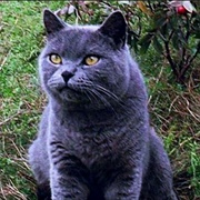 Church - Pet Sematary