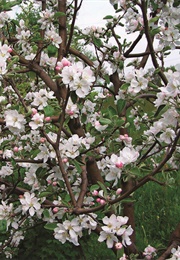 The Apple Tree (John Galsworthy)