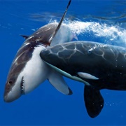 Orca (Top Marine Predator)