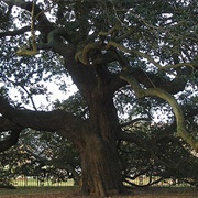 Emancipation Oak