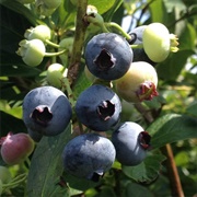 Dexter Blueberry Farm (Dexter, MI)