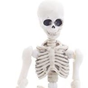 Skeleton