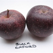 Black Oxford Apple