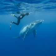 Humpback Whales