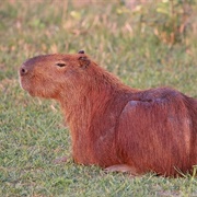 Capybara
