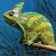 Chameleon