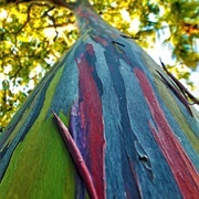 Rainbow Eucalyptus Groves, Mindanao, Philippines