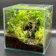 Set Up a Closed Terrarium