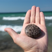 Find a Petoskey Stone