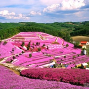 Kokuei Takino Suzuran Hillside National Park, Sapporo
