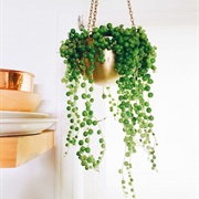 String of Pearls