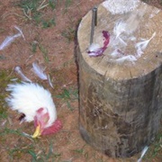 Butchered Chickens