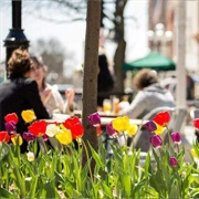 Ann Arbor Bloom Fest