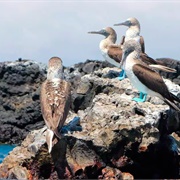 Islote Tintoreras, Next to Isla Isabela, Galápagos Islands