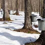 Go Maple Sugaring