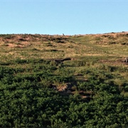 Picking Wild Bilberries in the UK