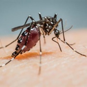 Mosquito (Deadliest Animal)