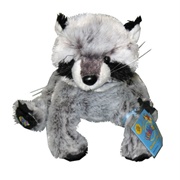 Raccoon