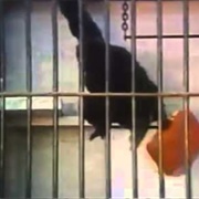 American Tourister Gorilla