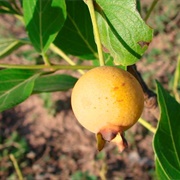 Guabiroba