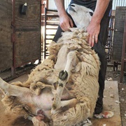 Helped Shear Sheep