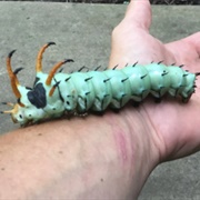 Hickory Horned Devil