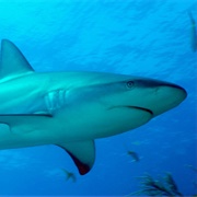 Reef Shark