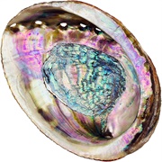 Abalone Shell