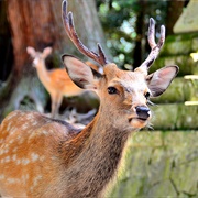 Fed or Pet a Nara Deer