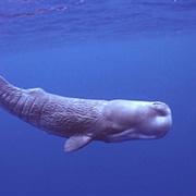 Sperm Whale