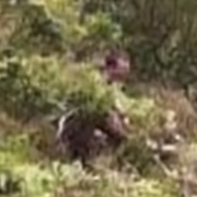 Dayleen Pua Hiking Disappearance