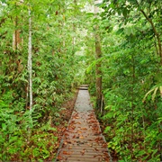 Taman Negara National Park, Malaysia